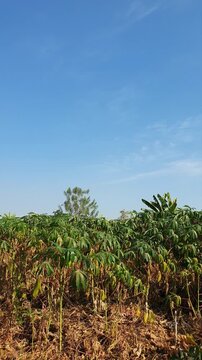 Green and yellowish leaves of the cassava plants gently sway in the breeze during the peak of the dry season.