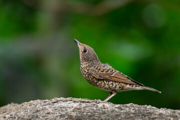 Fototapeta premium White-throated Rock Thrush perched on a rock and looking upwards