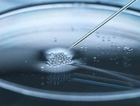 Nuclear transfer being carried out on embryonic stem cells used in cloning and genetic modification