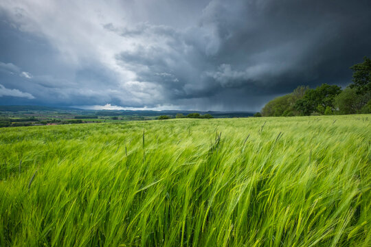 Germany, Baden-Wuerttemberg, Constance district, barkley field at Hegau by storm