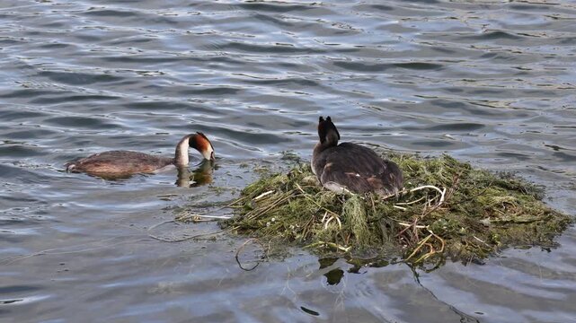 Breeding great crested grebe sitting on eggs in a floating nest with partner swimming nearby