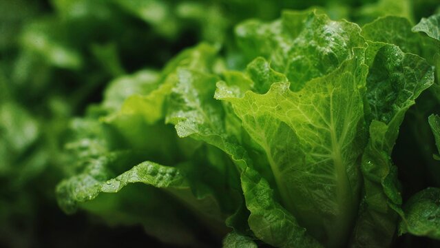 Fresh lettuce head and salad ingredients styled in bright home kitchen