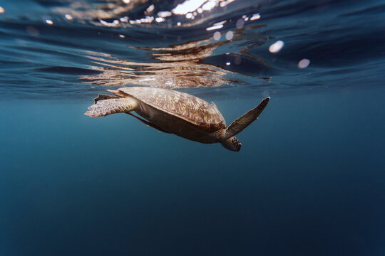 Indonesia, Bali, Underwater view of lone turtle swimming near surface