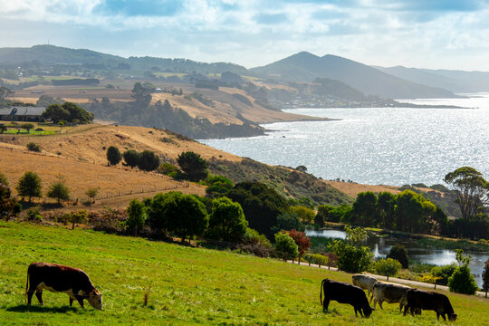 Cattle Pasture in Northwest Tasmania - Australia