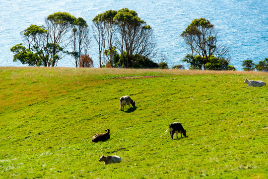 Cattle Pasture in Tasmania - Australia