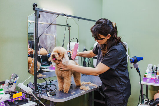 Woman grooms a brown poodle at the indoor pet salon