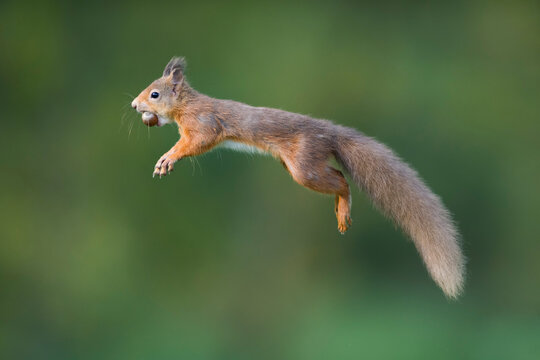Jumping red squirrel carrrying hazelnut in mouth