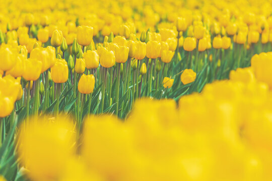 USA, Washington State, Skagit Valley, tulip field, yellow tulips
