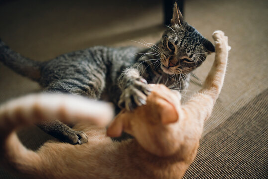Two tabby cats play fighting in appartment