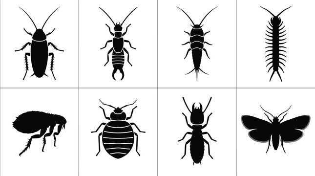 Collection of domestic household pest black silhouettes including cockroach earwig silverfish centipede flea bed bug termite and moth