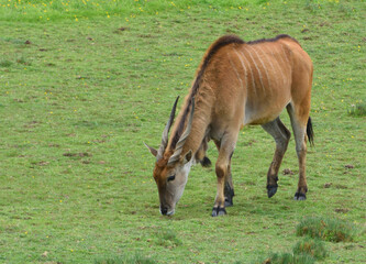 Giant Eland   the largest species of antelope © harlequin9