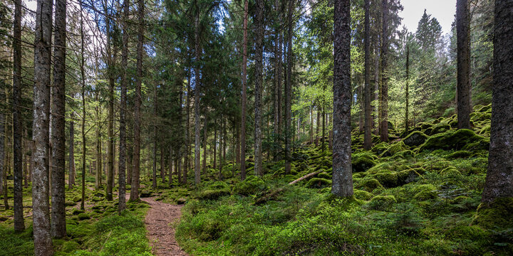 A hiking trail crosses a mossy fir forest in the Black Forest
