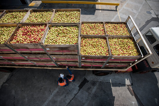 Truck transporting apples