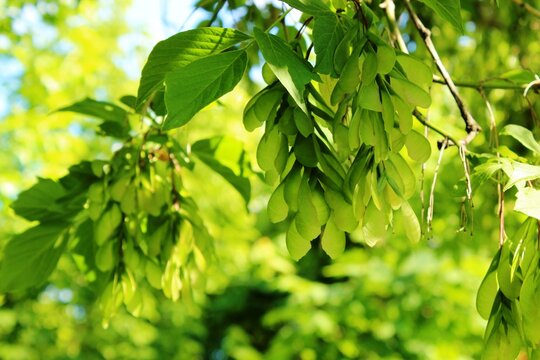 Boxelder maple in spring