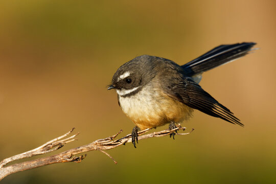 A fantail perched on branch