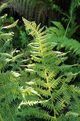 Sunlit green fern leaves in a forest close up © Karol