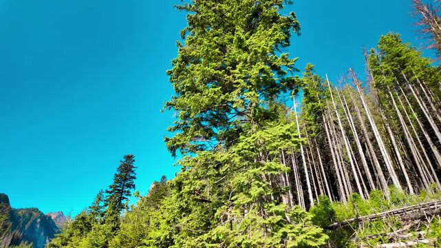 A low angle view looking up at green pine trees and dead broken tree trunks in the woods under a clear blue sky in Tatra National Park.