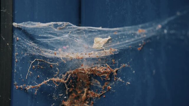Close up of a dusty spider web and debris on a blue metal or painted surface near glass
