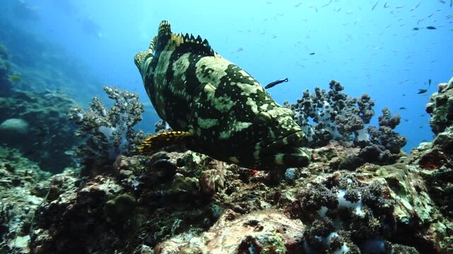 Underwater videoclip - close up with a Grouper fish