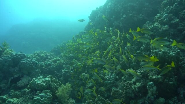 Underwater videoclip of school of fish at a coral reef.