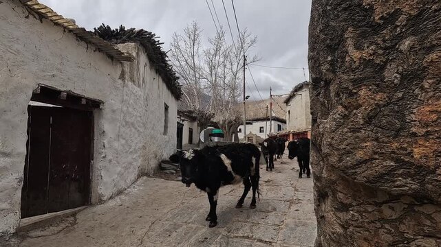 Following shot of cattle driven down a flagstone village lane between mud-brick houses, Ghami, Upper Mustang, Nepal