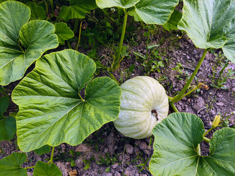 Calabaza