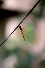 Dragonfly perched on a black wire with natural blurred background © surya