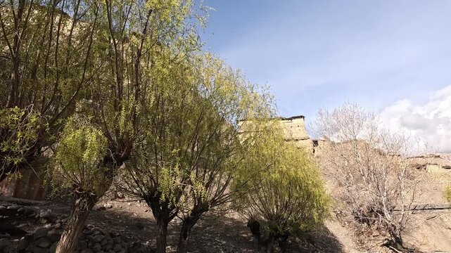Spring willows below a traditional Tibetan-style house in Tetang village, arid Mustang highlands, Nepal 