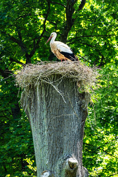 Storch im Storchennest in Obernai im Elsass