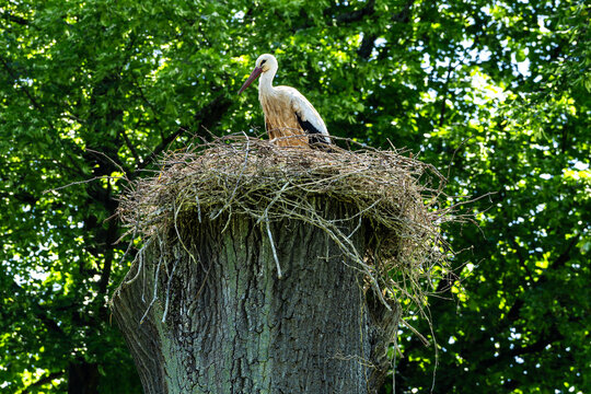 Storch im Storchennest in Obernai im Elsass