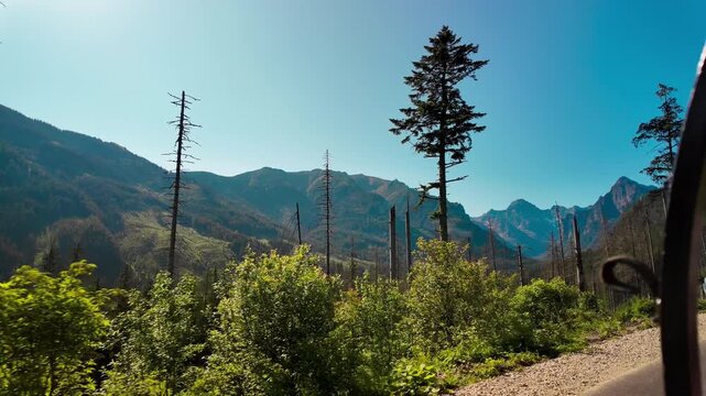 A low angle view looking up at green pine trees and dead broken tree trunks in the woods under a clear blue sky in Tatra National Park.