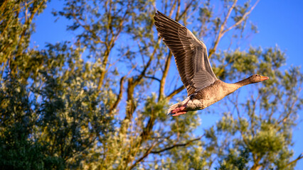 a gray goose in flight © Bernhard