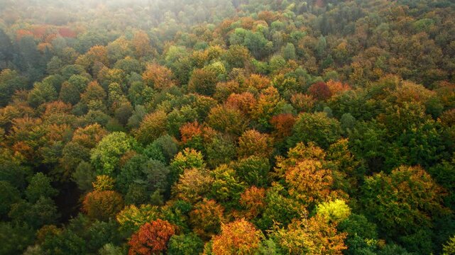 Birds eye view of beautiful autumn forest with colorful trees, pleasant fall colors and increasing fog covering the scene. Aerial drone footage.  