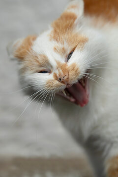 Portrait of a hissing cat