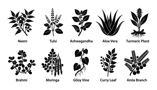 Herbal Plants Illustration Set with Neem, Tulsi, Ashwagandha, Aloe Vera, Turmeric Plant, Brahmi, Moringa, Giloy Vine, Curry Leaf