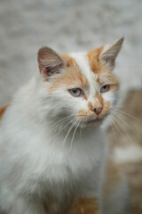 Red and white house cat sitting by the house © DoraZett