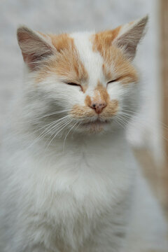 Red and white house cat sitting by the house and twinkle