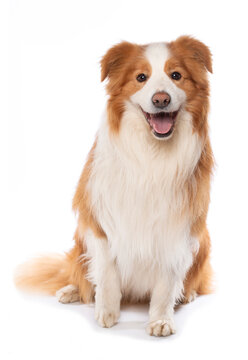 Border Collie isolated on white background looking to the camera