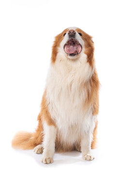 Border Collie dog isolated on white background looks up