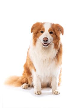 Border Collie isolated on white background 