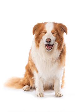 Border Collie twinkle isolated on white background 