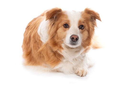 Lying border collie dog isolated on white background