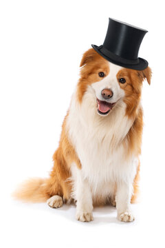 Border Collie with cylinder hat isolated on white background 