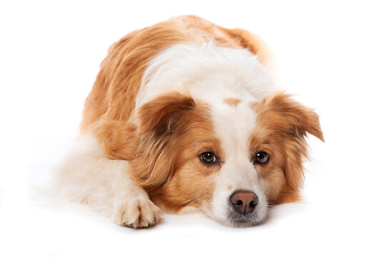 Lying border collie dog isolated on white background