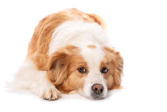 Lying border collie dog isolated on white background