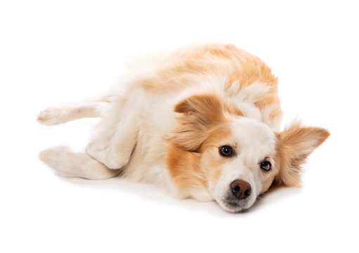 Lying border collie dog isolated on white background