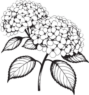 Black and white sketch of hydrangea flower cluster with hydrangea botanical illustration monochrome isolated artistic creative