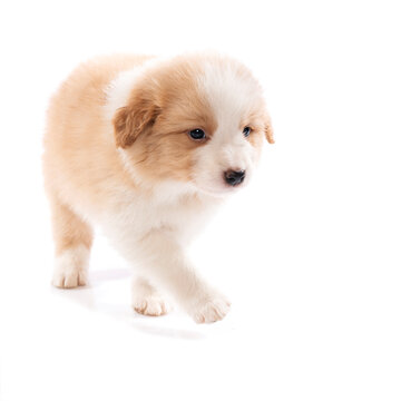 Border Collie puppy walks isolated on white background 