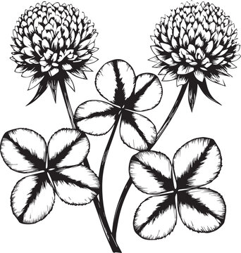Clover flower and leaves botanical illustration ink drawing with botanical illustration wildflower cloverleaf handdrawn