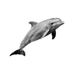 Fototapeta premium Black halftone dolphin isolated on white background. Vintage marine animal illustration for wildlife, ocean, nature, education, logo and nautical design.